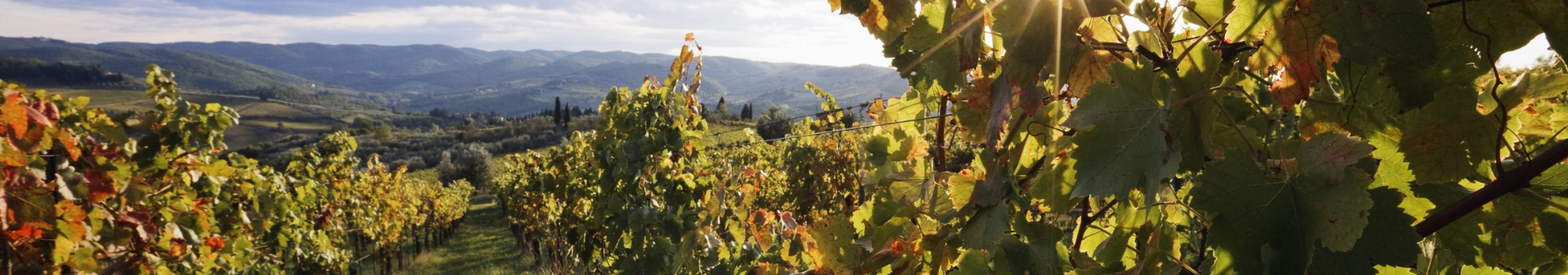 Wines from the Beaujolais region