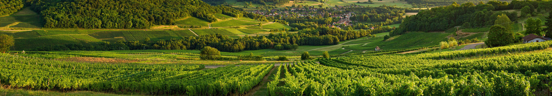 Wines from the Jura region