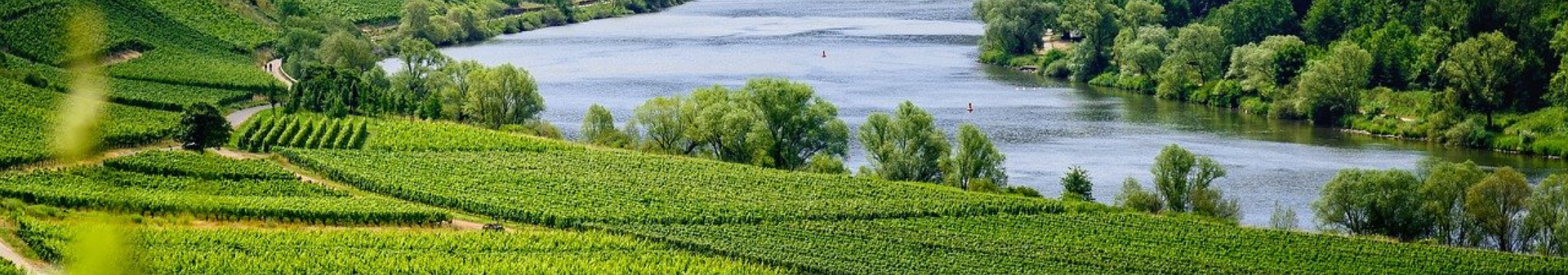 Hungarian wines