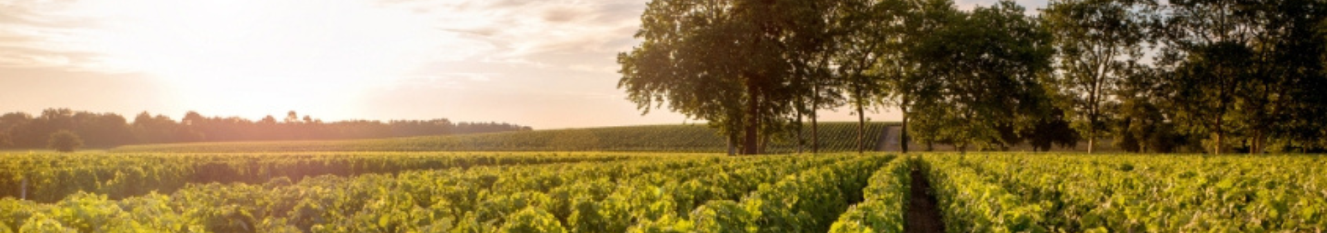 Saint Julien appellation wine