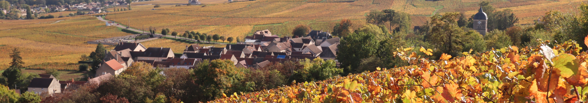 Chambolle Musigny wine appellation