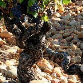 Châteauneuf du Pape Appellation Wine