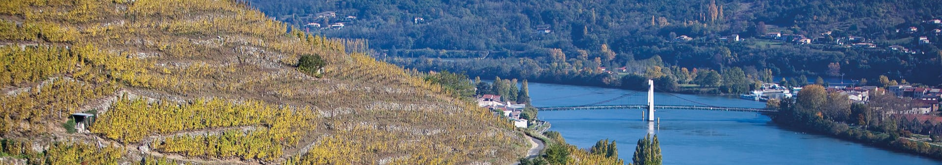Wines of appellation Condrieu