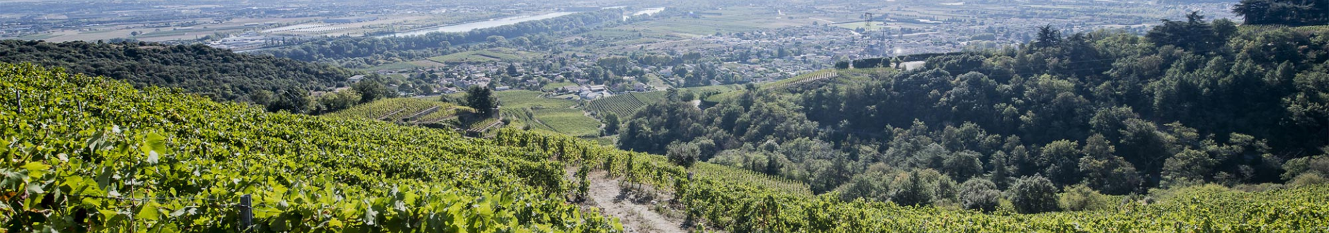 Cornas appellation wine