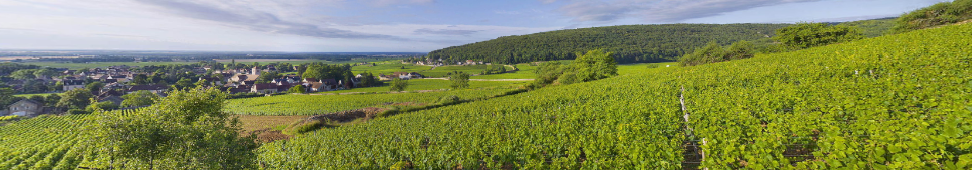 Gevrey Chambertin appellation wine