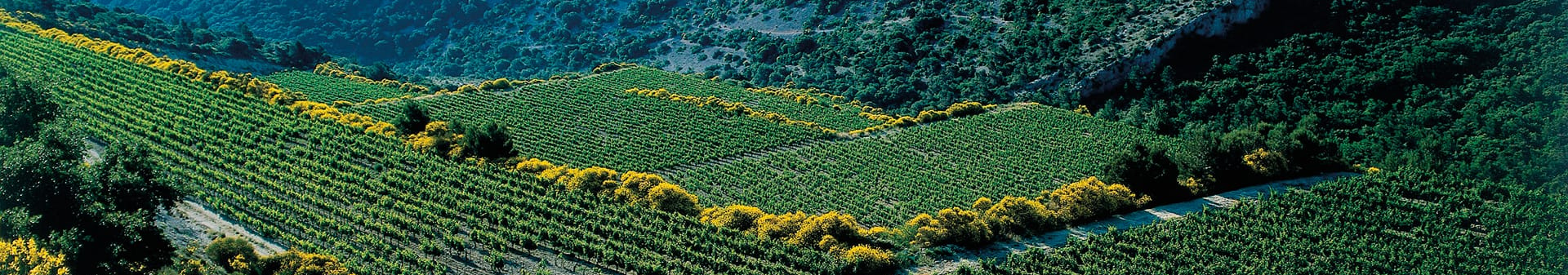 Gigondas appellation wine