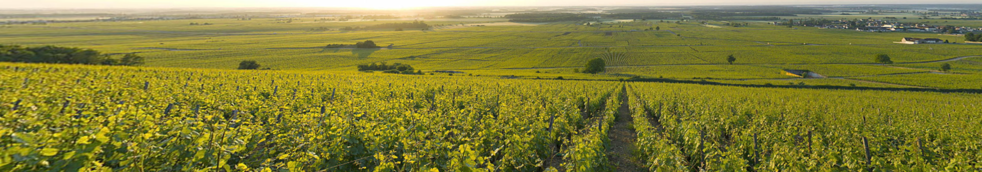 Morey Saint Denis appellation wine