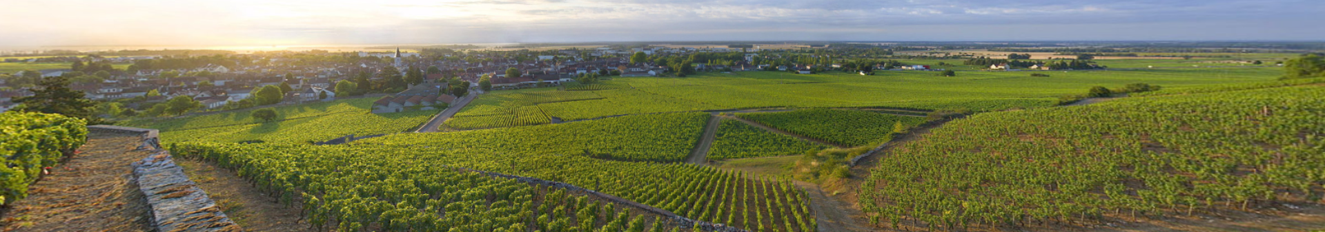 Nuits Saint Georges appellation wine