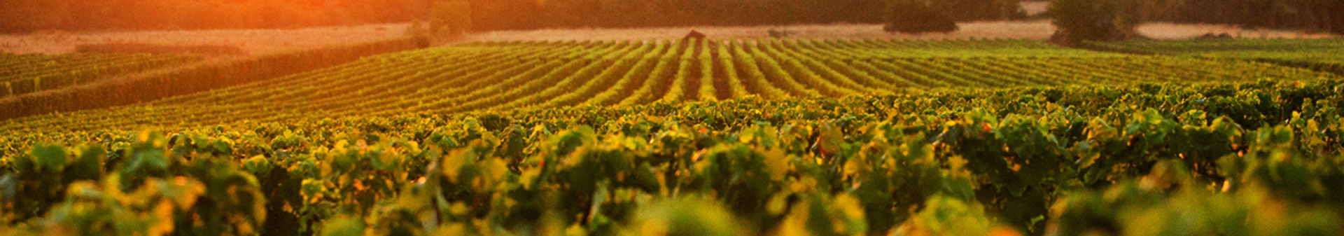Pauillac appellation wine