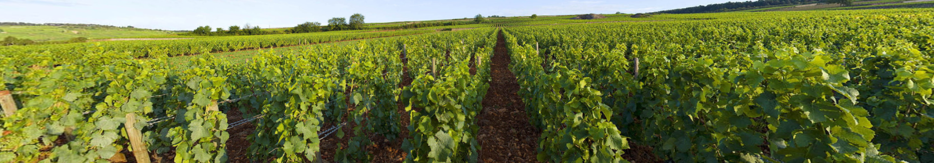Pommard appellation wine