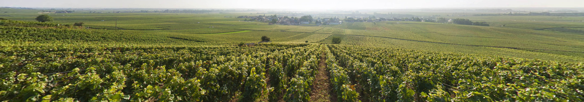 Vosne Romanée appellation wine
