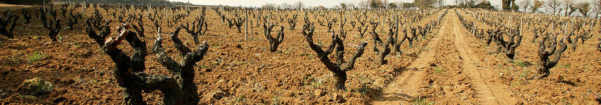 Château Rayas