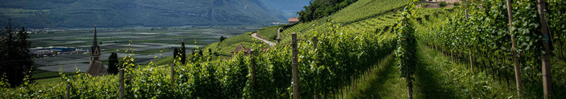 Yves Cuilleron Cellars
