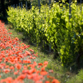 Biodynamics