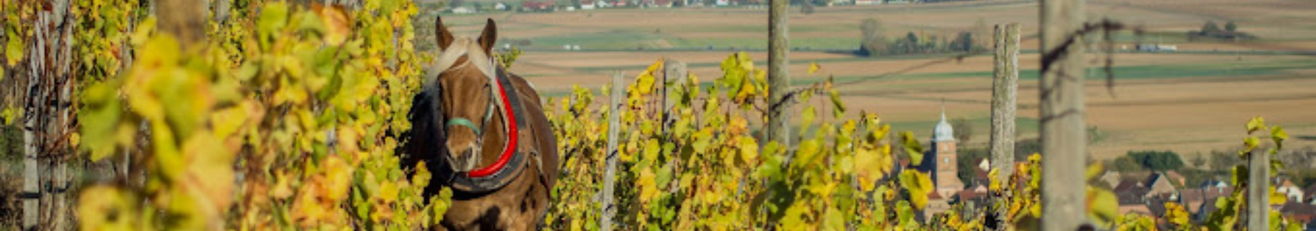 Domaine Dirler-Cade