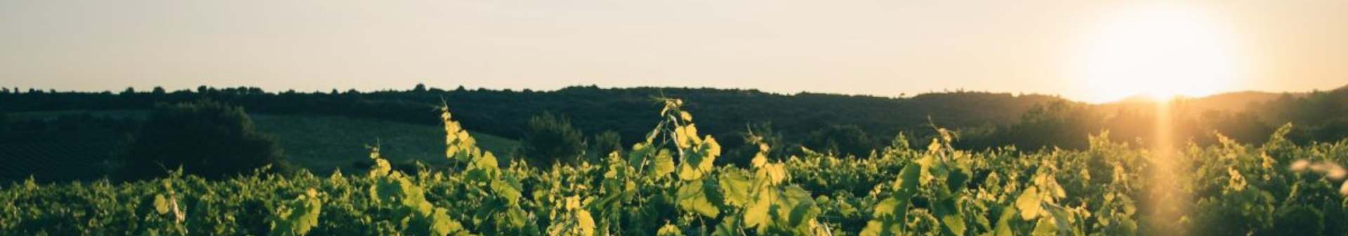 Faugères Appellation
