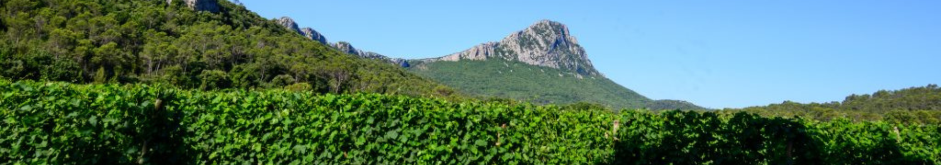 Pic Saint-Loup Appellation