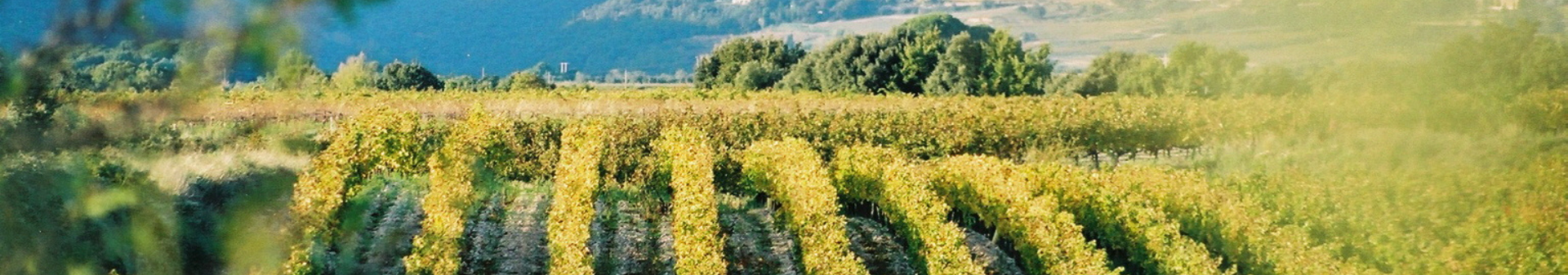 Terrasses du Larzac Appellation
