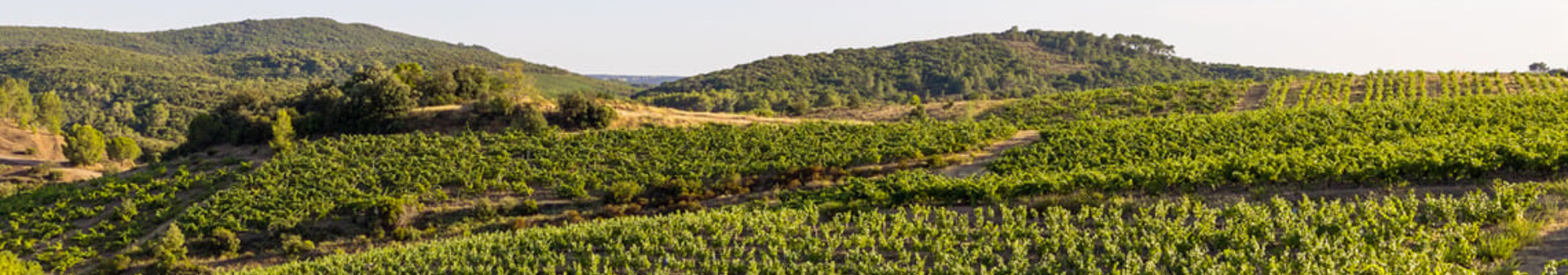 Domaine Bardi d'Alquier