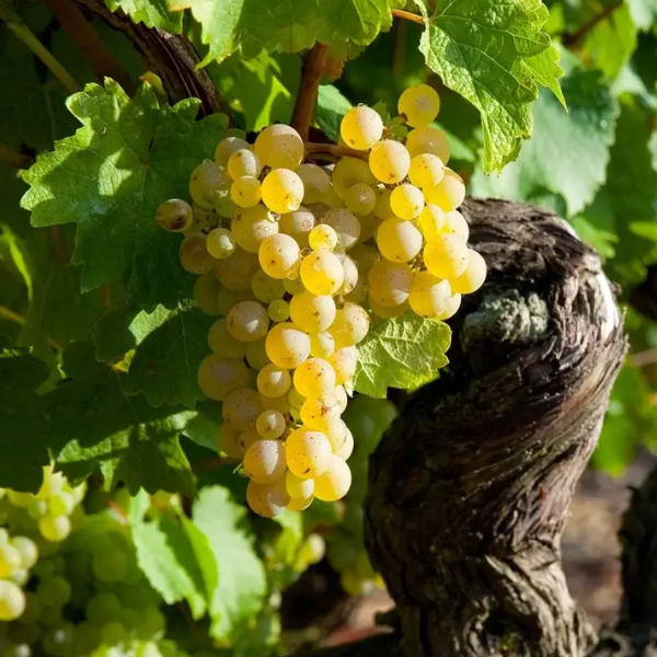 Champagne Classification - Grand Cru