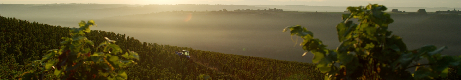 Domaine Christophe Pichon