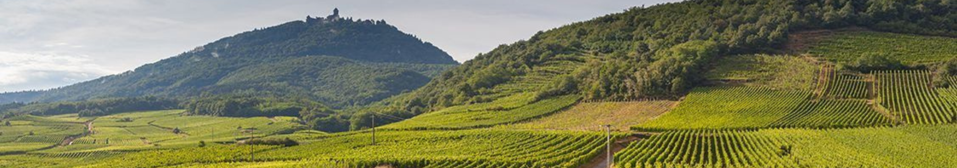 Bonnes Mares Appellation Wine
