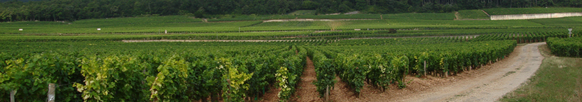 Charmes Chambertin Wine Appellation