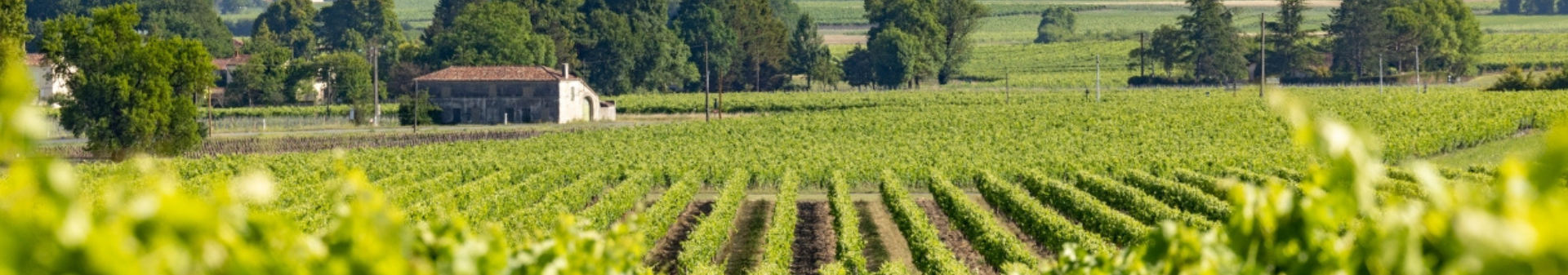 Wines of appellation Cognac
