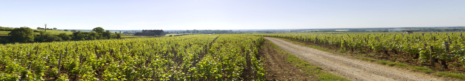 Echezeaux appellation wine