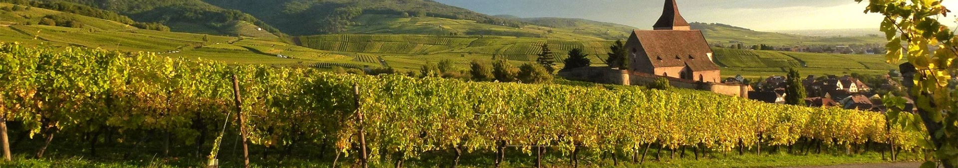 Gewurztraminer appellation wine