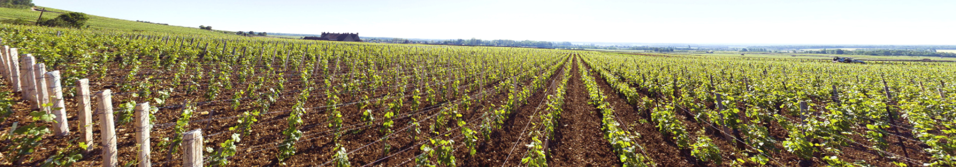 Grands Echezeaux Appellation Wine