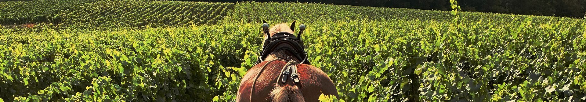 Domaine Bernard Dugat Py