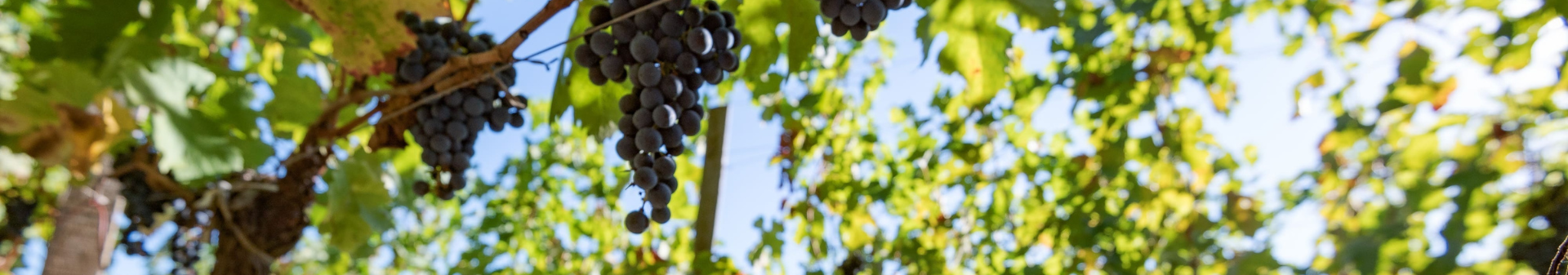 Wines of appellation Graves