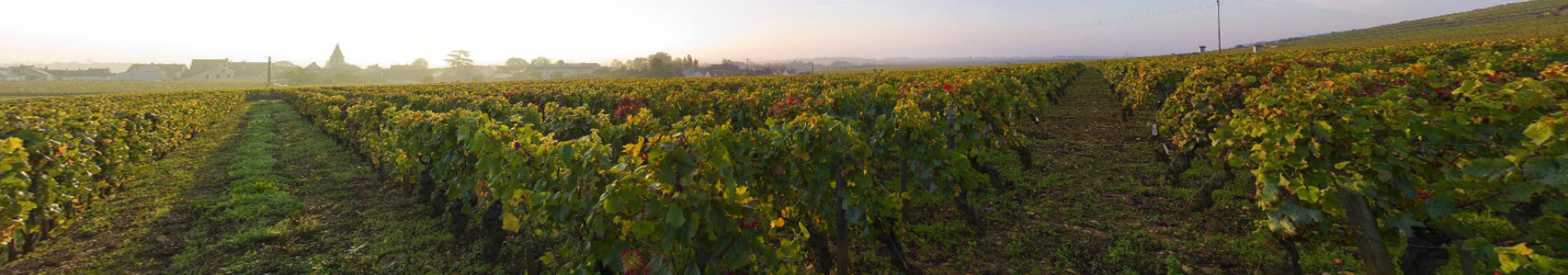 La Tâche appellation wine