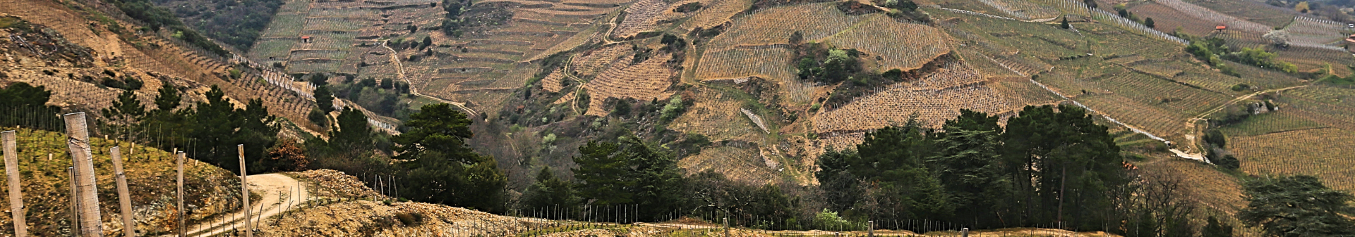 Domaine Auguste Clape