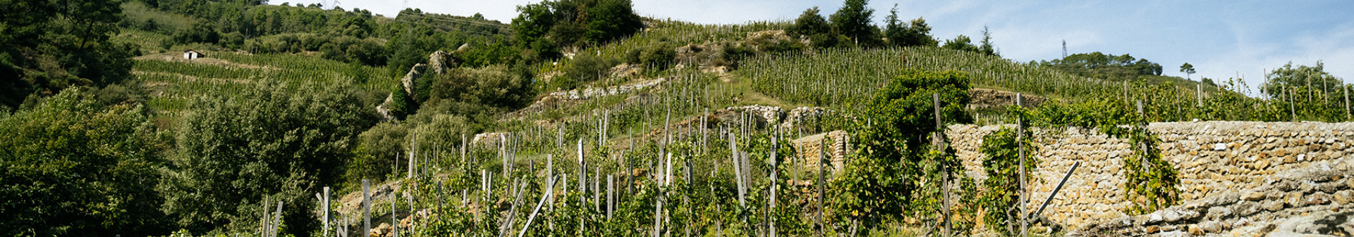 Domaine Alain Voge