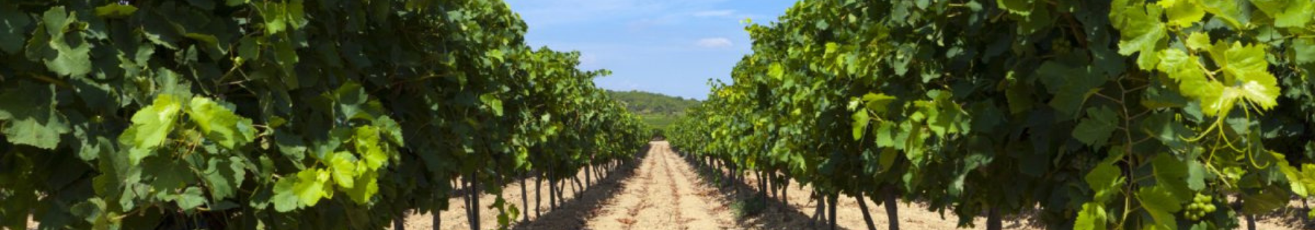 Domaine De La Grange Des Pères