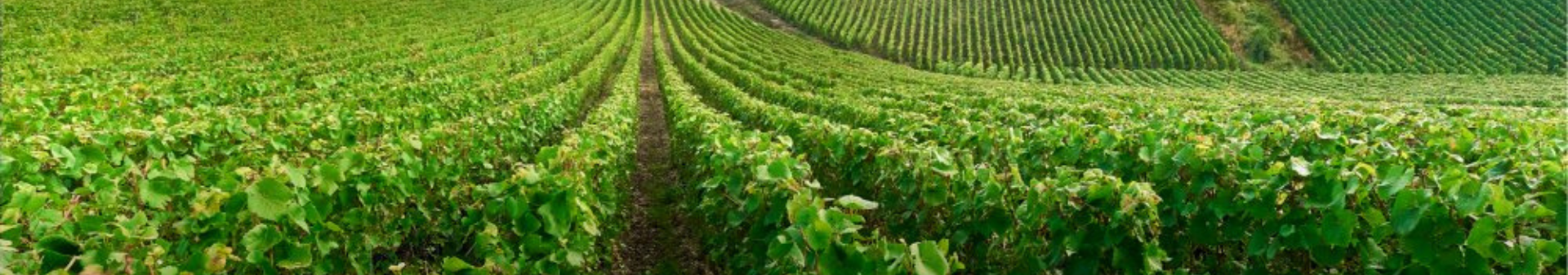 Champagne Heidsieck Charles