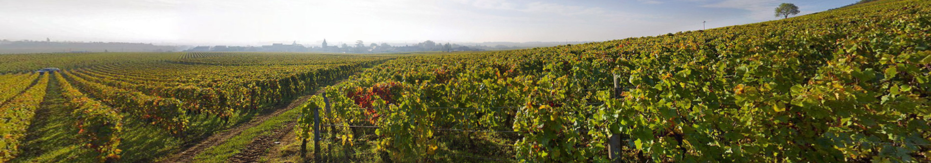 Wines of appellation Richebourg