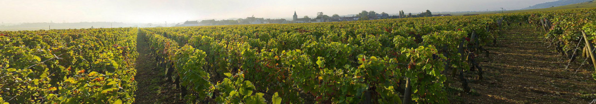 Romanée Saint Vivant Appellation Wine