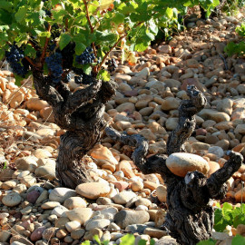 Rhône Region Wine, Rhône Valley wine
