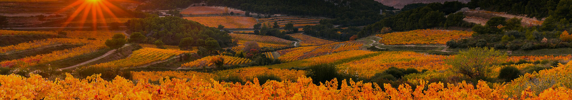 Rhône Region Wine, Rhône Valley wine