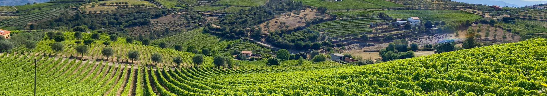 Portuguese wines