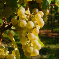 Alsace Region Wine, Alsace wine
