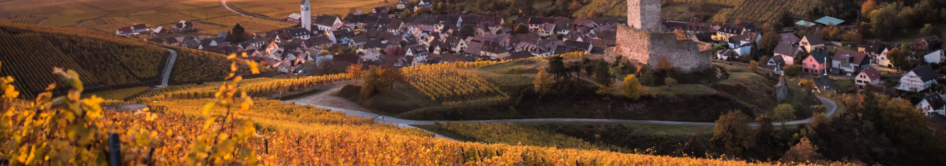 Alsace Region Wine, Alsace wine