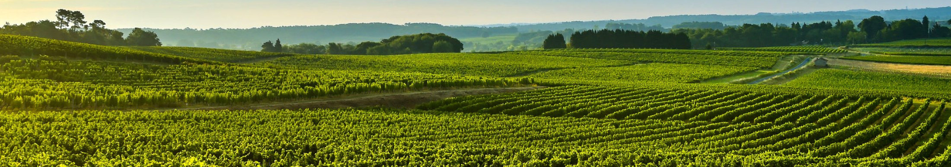 Wines from the Bordeaux region