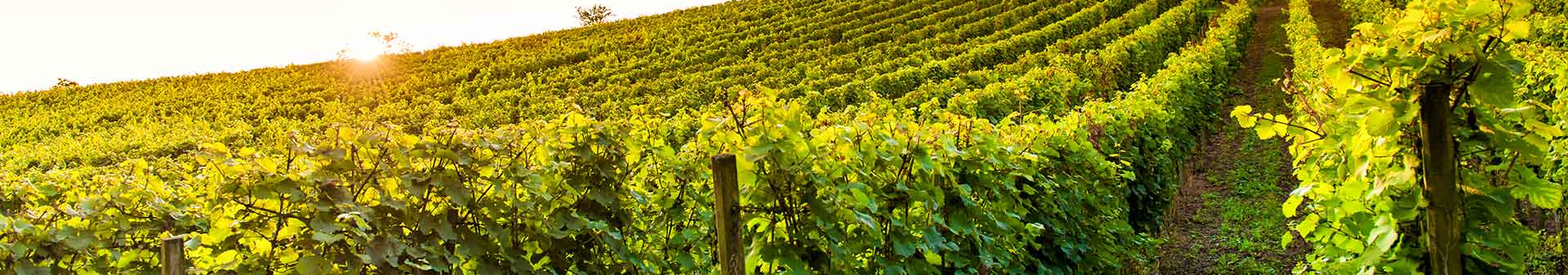 Burgundy Region Wine, Burgundian wine