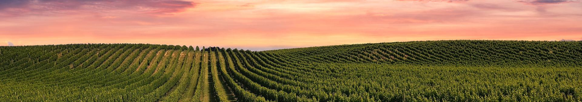 Wines from the Champagne region