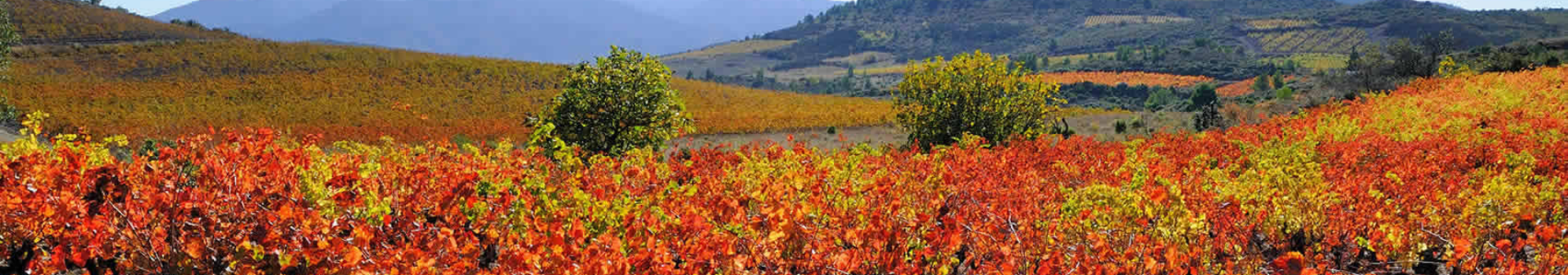 Wines from the Languedoc-Roussillon region