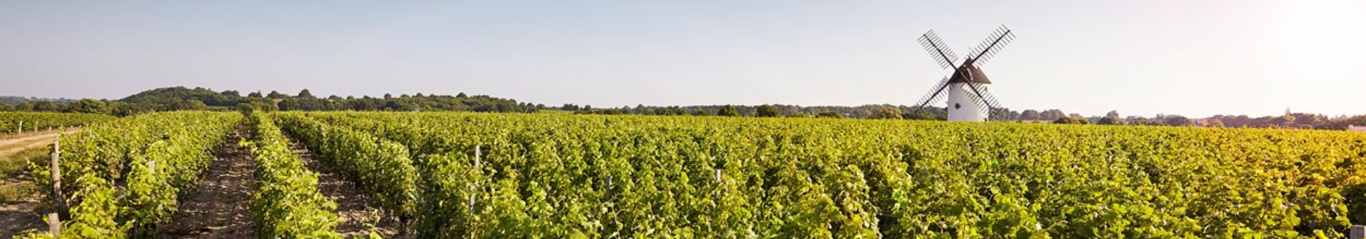 Loire Region Wine, Loire Valley Wine
